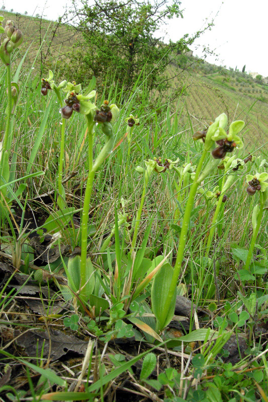 Orchidee del Chianti